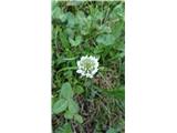 Bela plazečo-Tifolium repens- pa imam na svojem travničku.