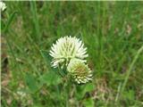 Gorska detelja-Trifolium montanum -diši.
