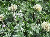 Noriško deteljo-Trifolium nuricum- sigurno najdemo pod domom na Črni prsti.