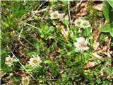 Mislim, da je to bleda detelja-Trifolium pallescens- je kar pogosta v naših hribih. 