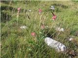Turška dedelja -Onobrychis-imamo jih pet vrst -to sem slikal v Italiji-Dolomiti.