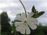 Beli slizek-Silene latifolia-najbolj pogosta bela lepnica dolin.