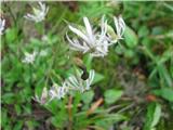 Kimasta lepnica -Silene nutans subsp.-Pri nas rastejo dve podvrsti.