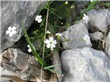Četverozobi slanozor.Heliosperma pusilllum subsp.pudibundum-najden v visokogorju. 