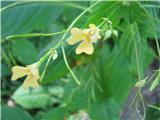 Drobnocvetna nedotika -Impatiens parviflora-domovina srednja Azija -določila malenka.