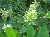 Sladki grahovec-Astragalus glycyphyllos