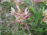 Ilirski grahovec-Astragalus illyricus subsp. illyricus.