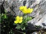 Izrodna zlatica -Ranunculus hybridus-ne moremo jo zamenjati s kako drugo, ker  ima tako značilne liste.