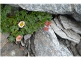 Ledeniška zlatica-Ranunculus glacialis-ta pa ne raste pri nas-našel na Visokih Turah v Avstriji.