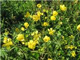 Ripeča zlatica -Ranunculus acris subsp.-imamo dve podvrst-raste na mojem travničku.