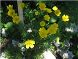 Koroška zlatica -Ranunculus carinthiacus-predstavljenatudi na botanični poti Črna prst.