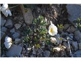 Seguierijeva zlatica -Ranunculus sehuieri-našel v Avstrijo-je redka -pri nas jo še nisem videl.