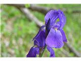 Bohinjska perunika s Komarče-Iris pallida subsp. cengialti vochinensis -endemit -ne vem kako je zapisan v Mali flori Slovenije.