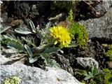 Sivi grint-Senecio incanus subsp. incanus-ta ne raste v Sloveniji-slikan v Avstriji-Visoke Ture.