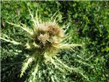 Trnati osat pa raste nekako najviše -Cirsium spinosissimum.