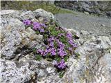 Zanimiv pa je bil ta skalnjak tudi na 2400m .Žal nisem približal. Cvetovi so podobni našim mastnicam.