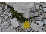 Predalpski dimek-Crepis alpestris.Tukaj pa je že dilema.Cvet je nekako enak -listi so pa zelo različni.