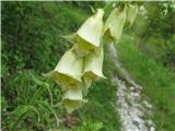 Velecvetni naprstec (Digitalis grandiflora)