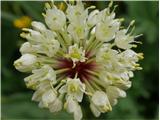 Vanež (Allium victorialis)