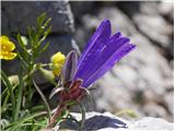 Travnolistna vrčica (Edraianthus Graminifolius)
