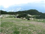 Na planini Zgornji Vogel pa se pasejo ovce.Drugače pa je paša govedi tu opuščena.