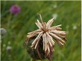 Fritschev glavinec (Centaurea scabiosa fritschii)