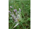 Gredljati luk (Allium carinatum subsp. carinatum)
