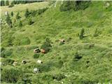 V dolinici pod potjo na Veliki vrh se pase čreda govedi.