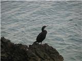 Prvič sem od blizu videl kormorana.