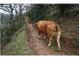 Camino del Salvador – pot preko gora Asturije S temle bikom sva se kar nekaj časa dogovarjala kdo se bo umaknil :)