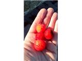 Primorske jagode z obale