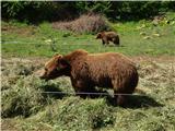 Severni Velebit Zavetišče za medvede Kuterevo