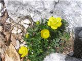 Gorska zlatica-R. montanus Willd.