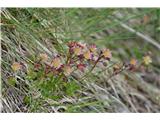 Saxifraga exarata subsp. atropurpurea