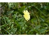 Dolgodlakava škržolica -Hieracium pilosella-za to relativno škržolico je značilna zelo svetla rumena barva.