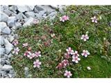 V skalah Špika pod Nosom pa je veliko triglavske rože, ki varira v barvah od skoraj bele, prek rozne do skoraj rdeče.
