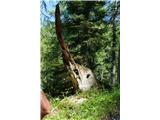Trupejevo poldne - Vošca ob poti zanimiva drevesna skulptura- nekoga je spominjala na mečarico 
