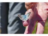 Trupejevo poldne - Vošca našo pohodnico je obiskal metuljček, ki ni in ni hotel odleteti