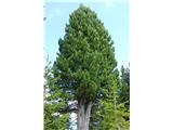domačin naju je opozoril na to posebno drevo v množici smrek; cemprin (Pinus cembra), visokogorski bor, iz katerega so Korošci baje delali pipe