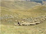 pastir z svojo čredo