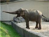 Azijski slon