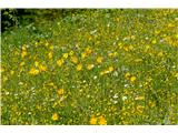 rumeni travniki od ripečih zlatic, nad njimi pa so kot sončeca sijali cvetovi travniške kozje brade