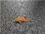 Mrtva žaba na cesti