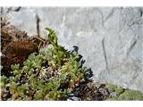 Med še ne cvetočim clusijevem petoprstnikom se nekaj skriva.To je navadna mladomesečina -Botrychium lunaria.