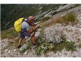 Tudi v skalnem terenu rastejo čudoviti šopki alpskih rož