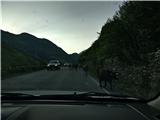 Na Gruzijskih cestah domuje ogromno krav in so redne gostje v nepreglednih ovinkih :)