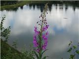 Cvetlica ob jezeru