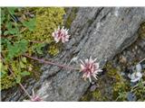 Thalova detelja-Trifolium thalii.