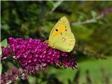 cvetoča grmovnica metuljnik z navadnim senožetnikom