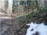 ...Gozdna cesta med partizansko bolnico na Formili in plezalno steno...tu in tam manjše zaplate snega...